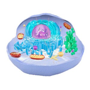 Eukaryotic Cell