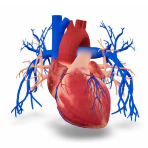 Heart, Veins, and Arteries