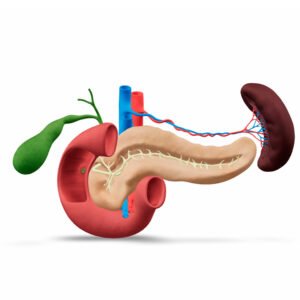 Pancreas, Stomach, Spleen, and Gallbladder